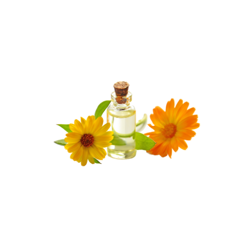 Calendula