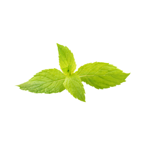 The effect of Mentha spicata and Eucalyptus camaldulensis essential oils on dental biofilm