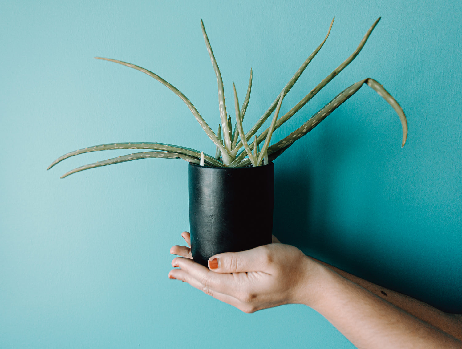 Clinical Efficacy of Aloe Vera Toothpaste on Periodontal Parameters of Patients with Gingivitis-A Randomized, Controlled, Single-masked Clinical Trial