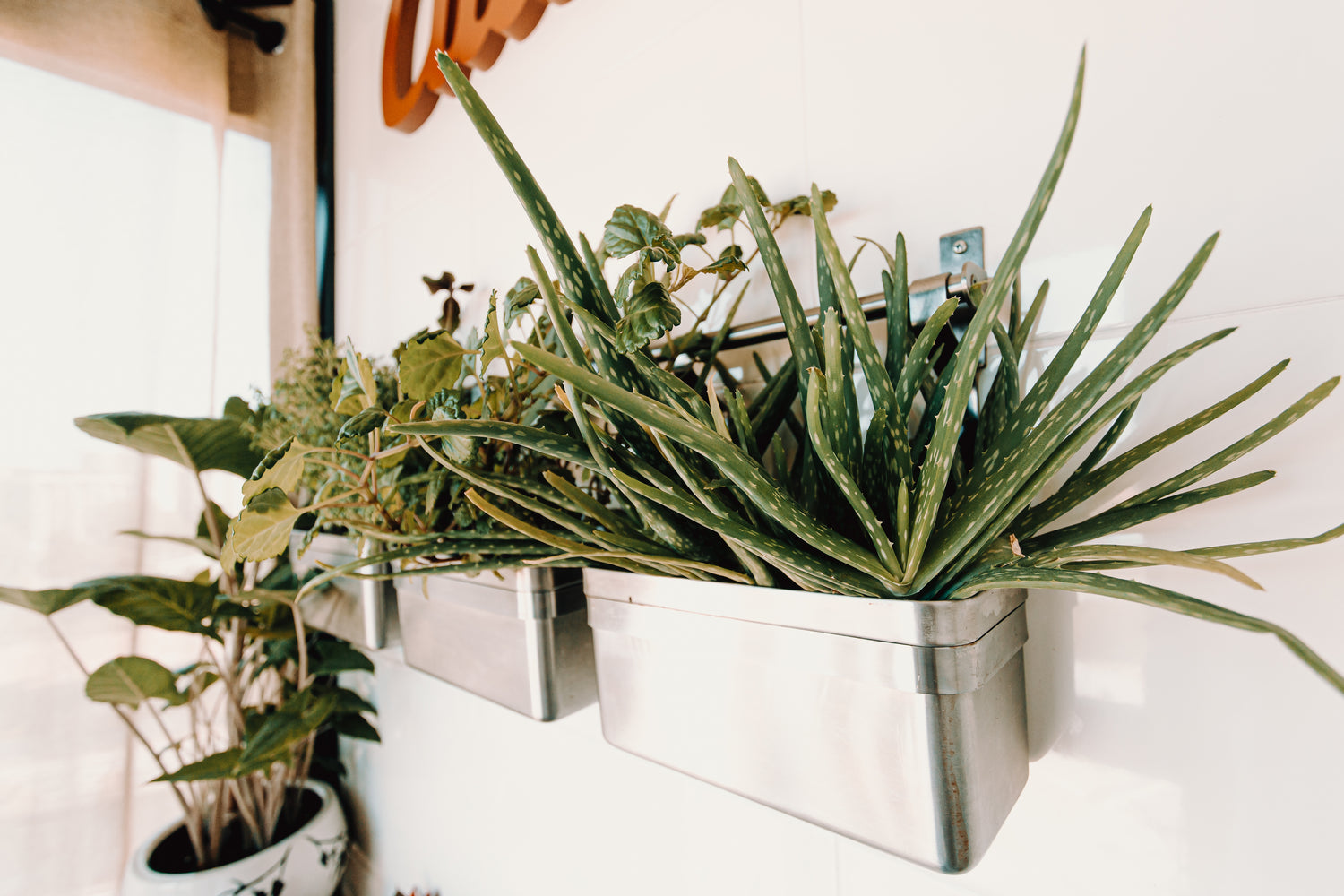 Aloe Vera in Dentistry