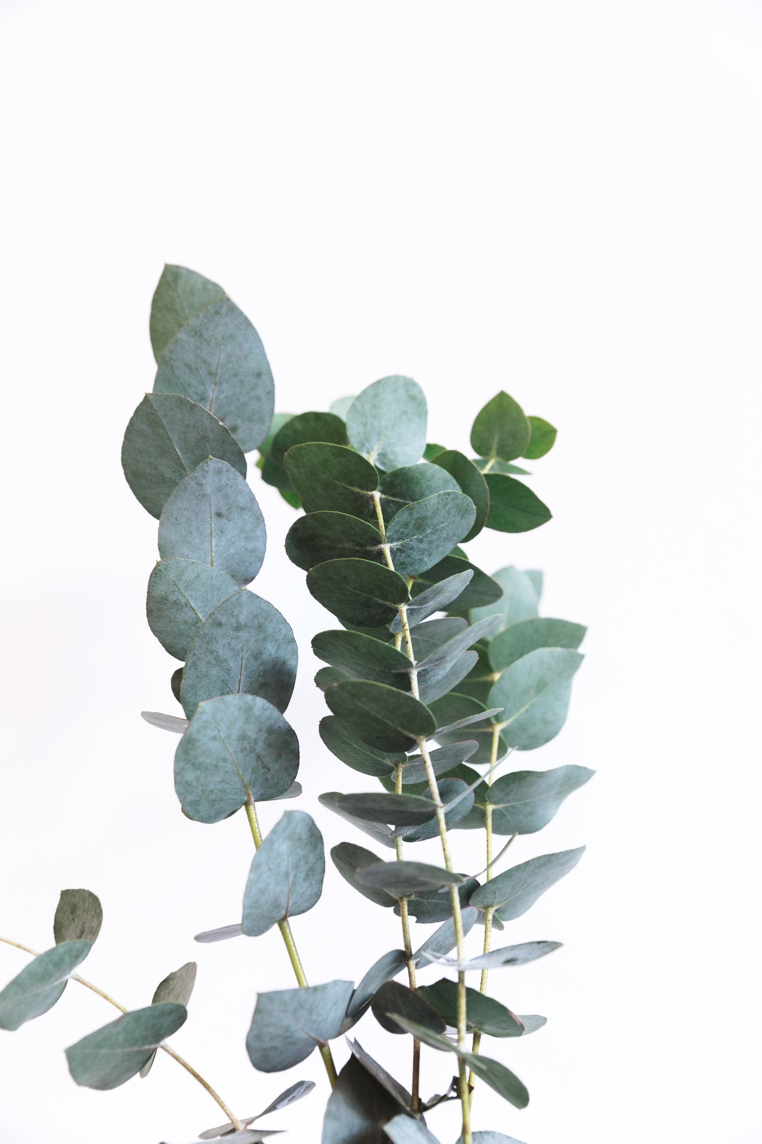 Effect of eucalyptus oil on Streptococcus mutans and Enterococcus faecalis growth.