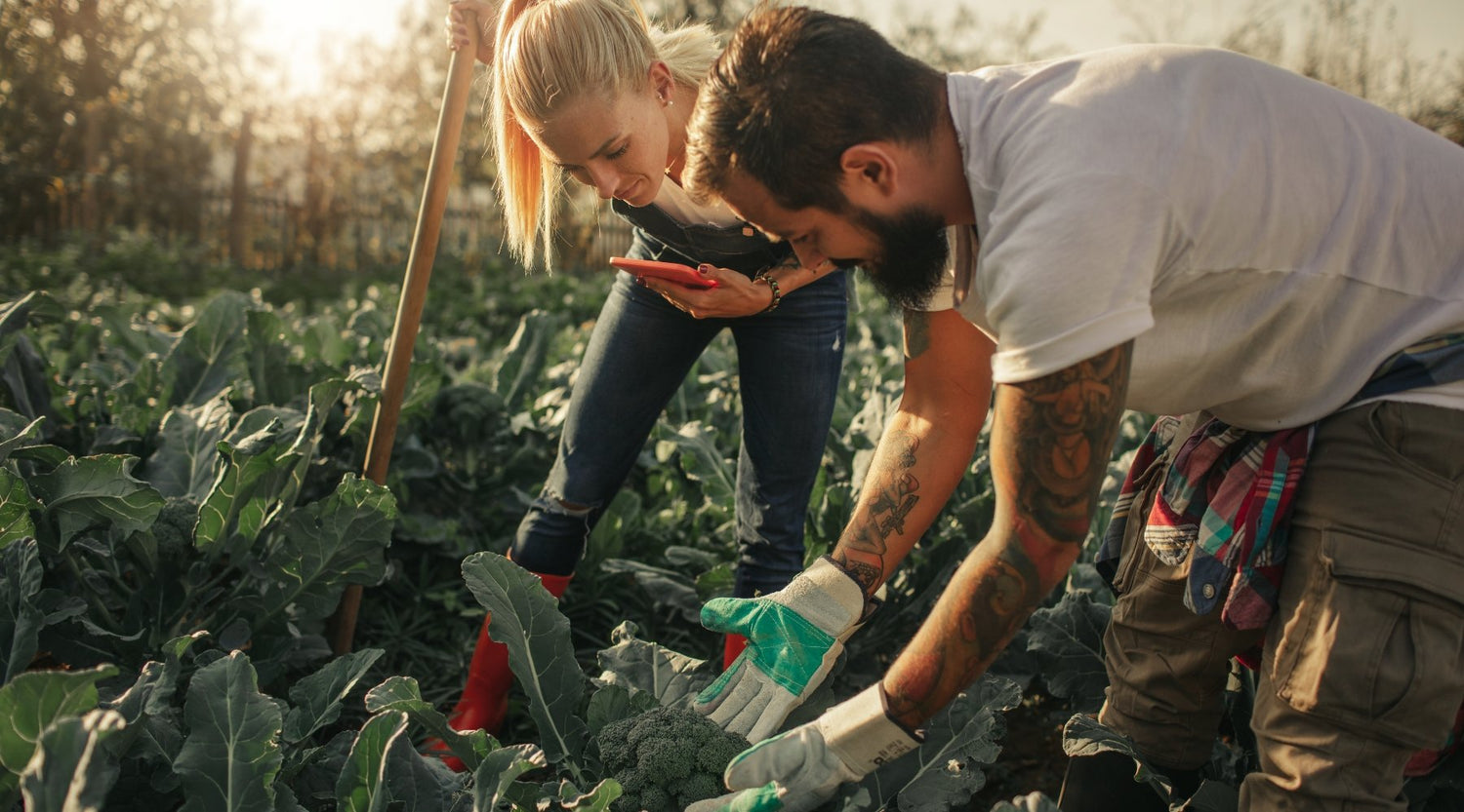 5 Benefits of Organic farming - truthpaste