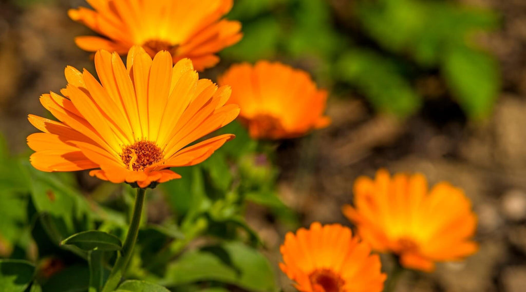 Calendula and Oral health - truthpaste