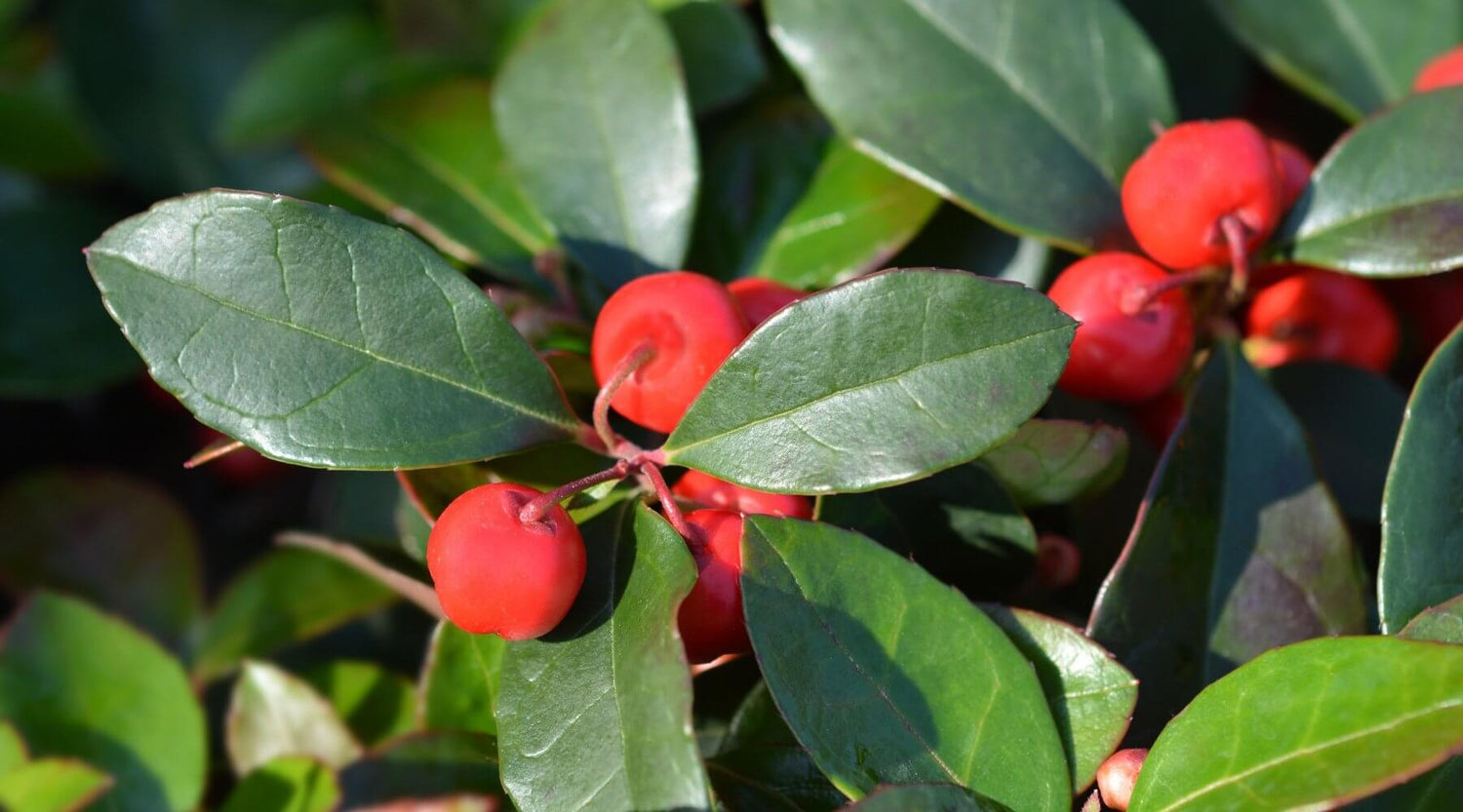 Oral Health Benefits of Wintergreen - truthpaste