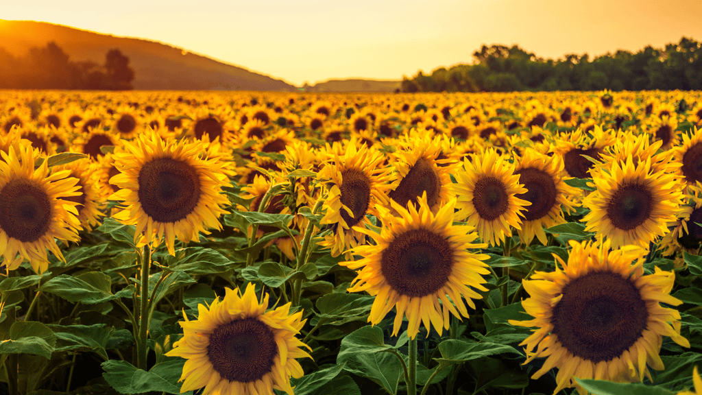 The Truth About Sunflower Seed Oil - truthpaste