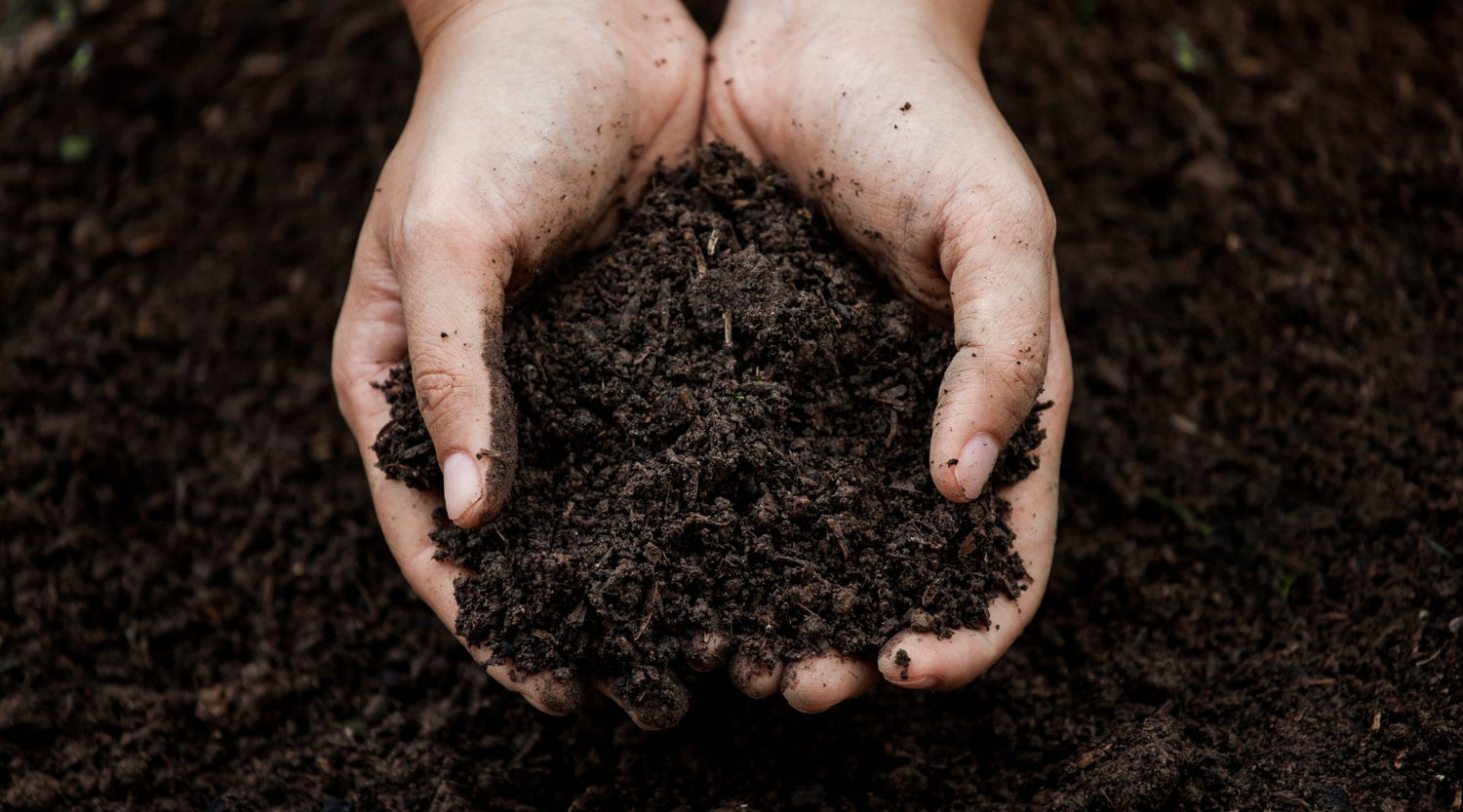 World Soil Day: Save our soil! - truthpaste
